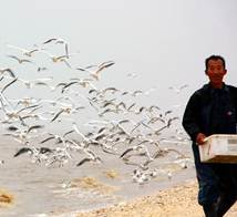 山东无棣大口河自然保护区成为“鸟类天堂”