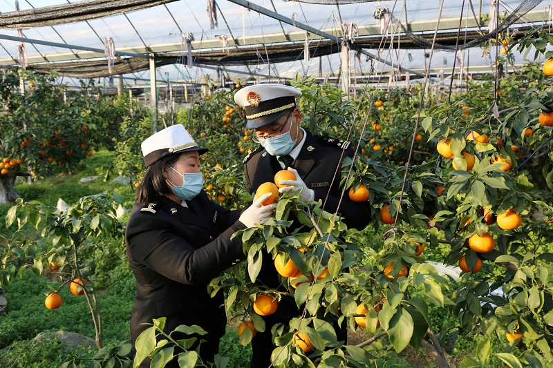 象山海关助推辖区特色农产品“红美人”柑橘首次出口