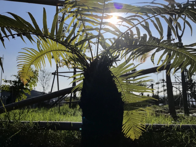 ҶҰֲާ˹ɹ